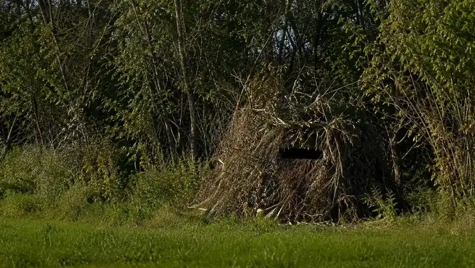 A ground blind covered with cut branches and natural vegetation, barely visible against the treeline