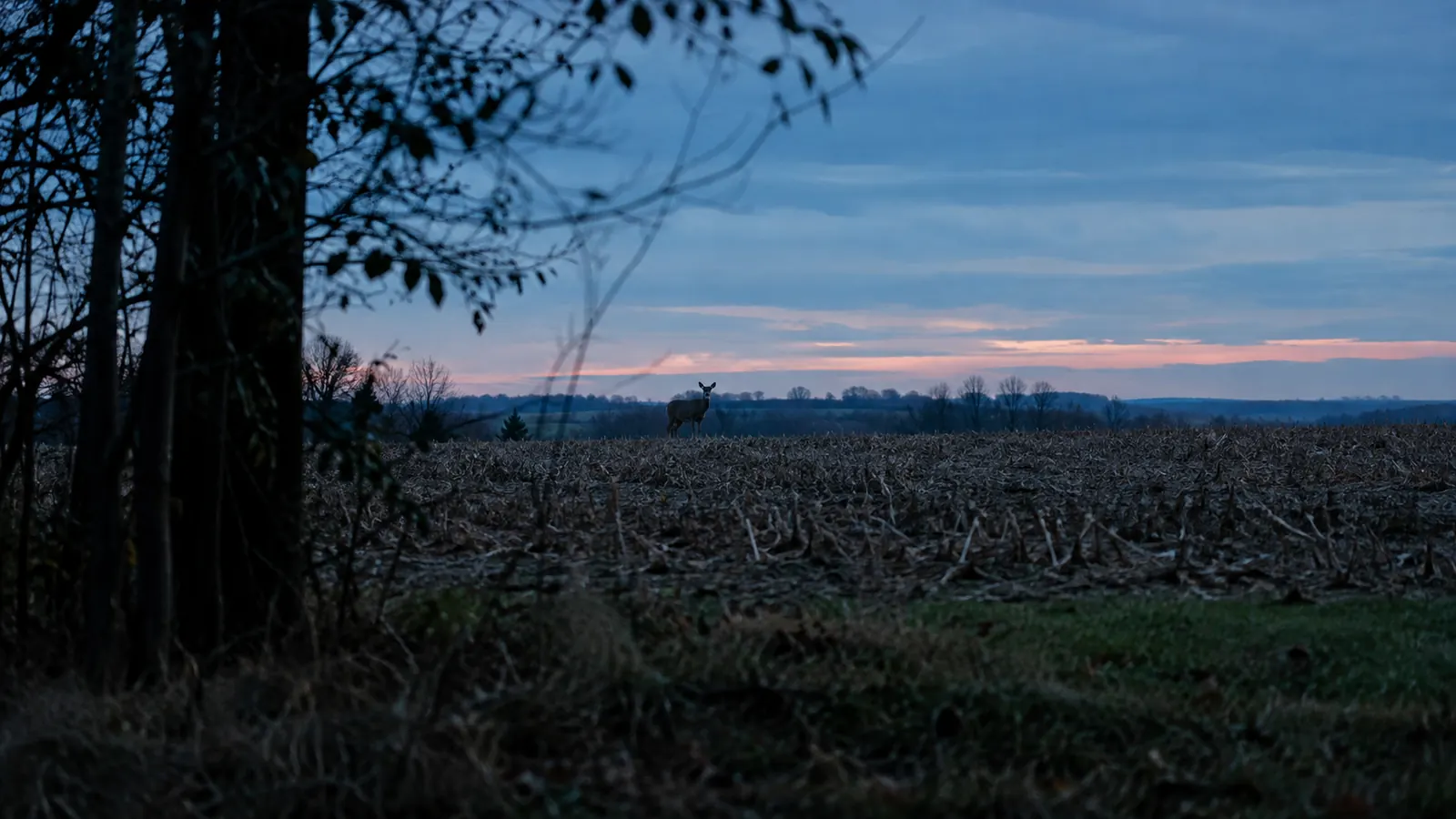 A deer standing at the far edge of a cut cornfield at dusk, seen across a long stretch of open ground.